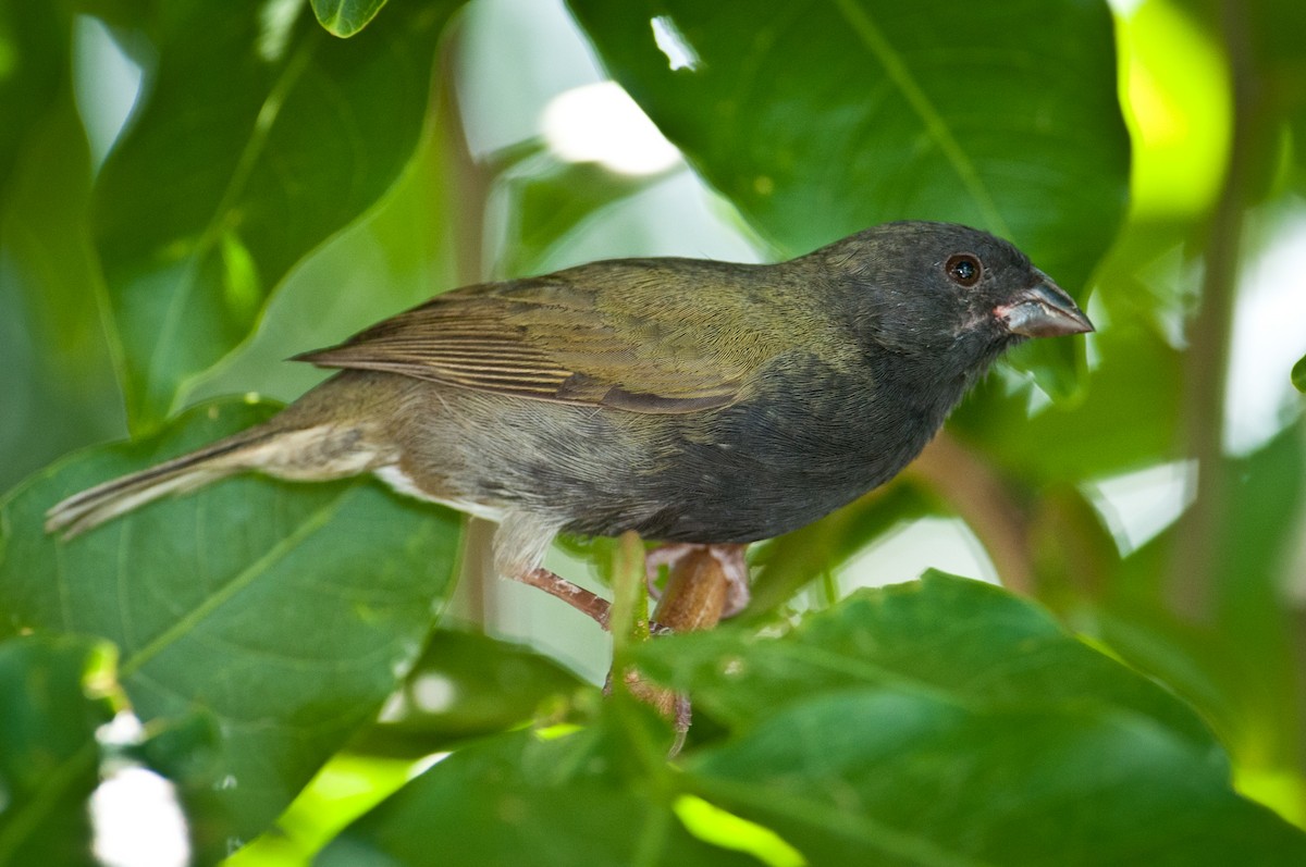 Black-faced Grassquit - Stephen Davies