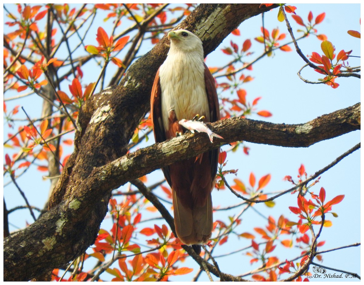 Brahminy Kite - Dr. NISHAD PM
