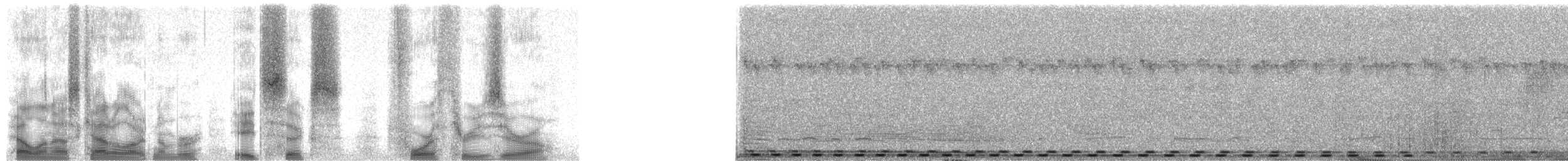 Malagasy Coucal - ML86430