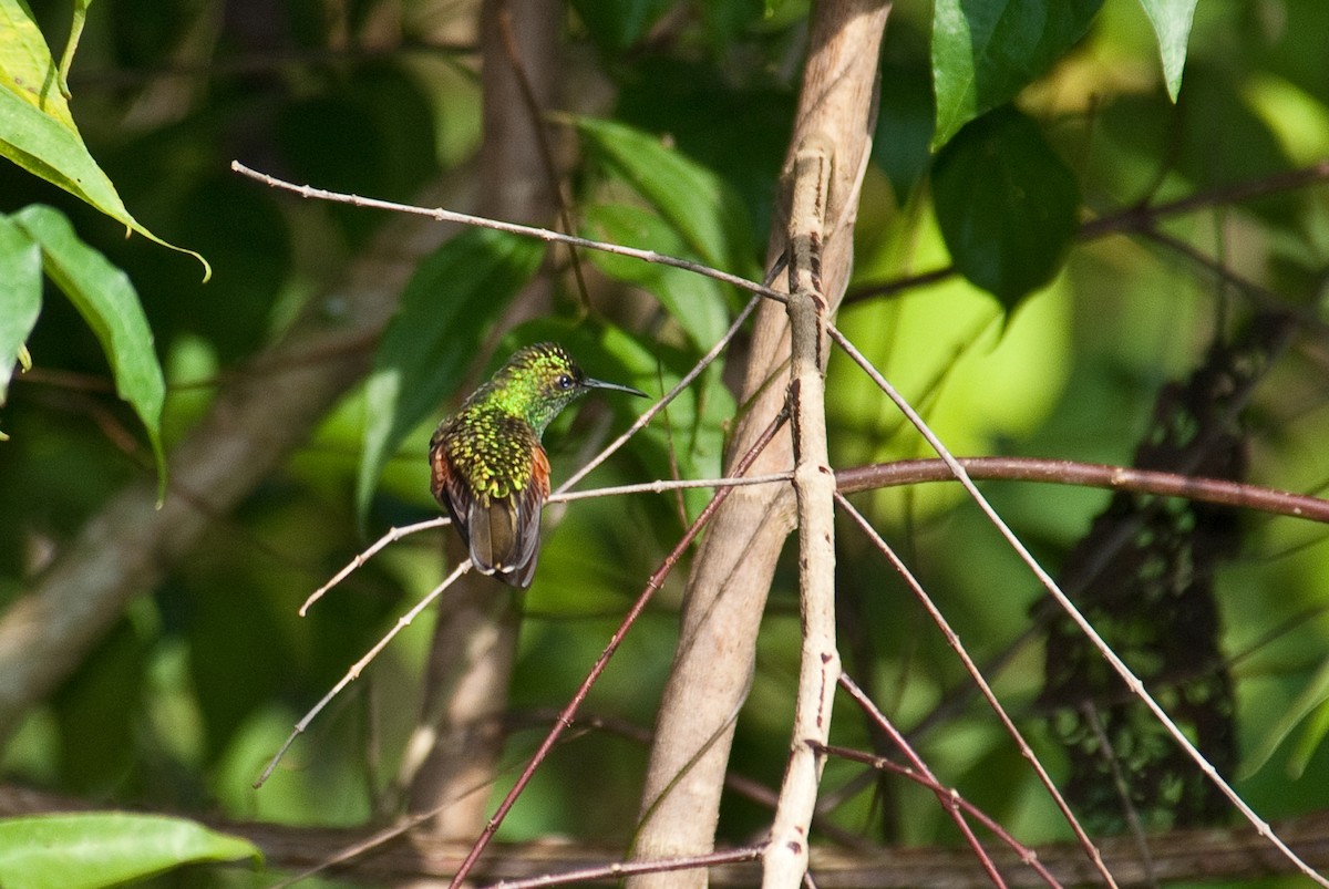 White-tailed Hummingbird - ML86432101