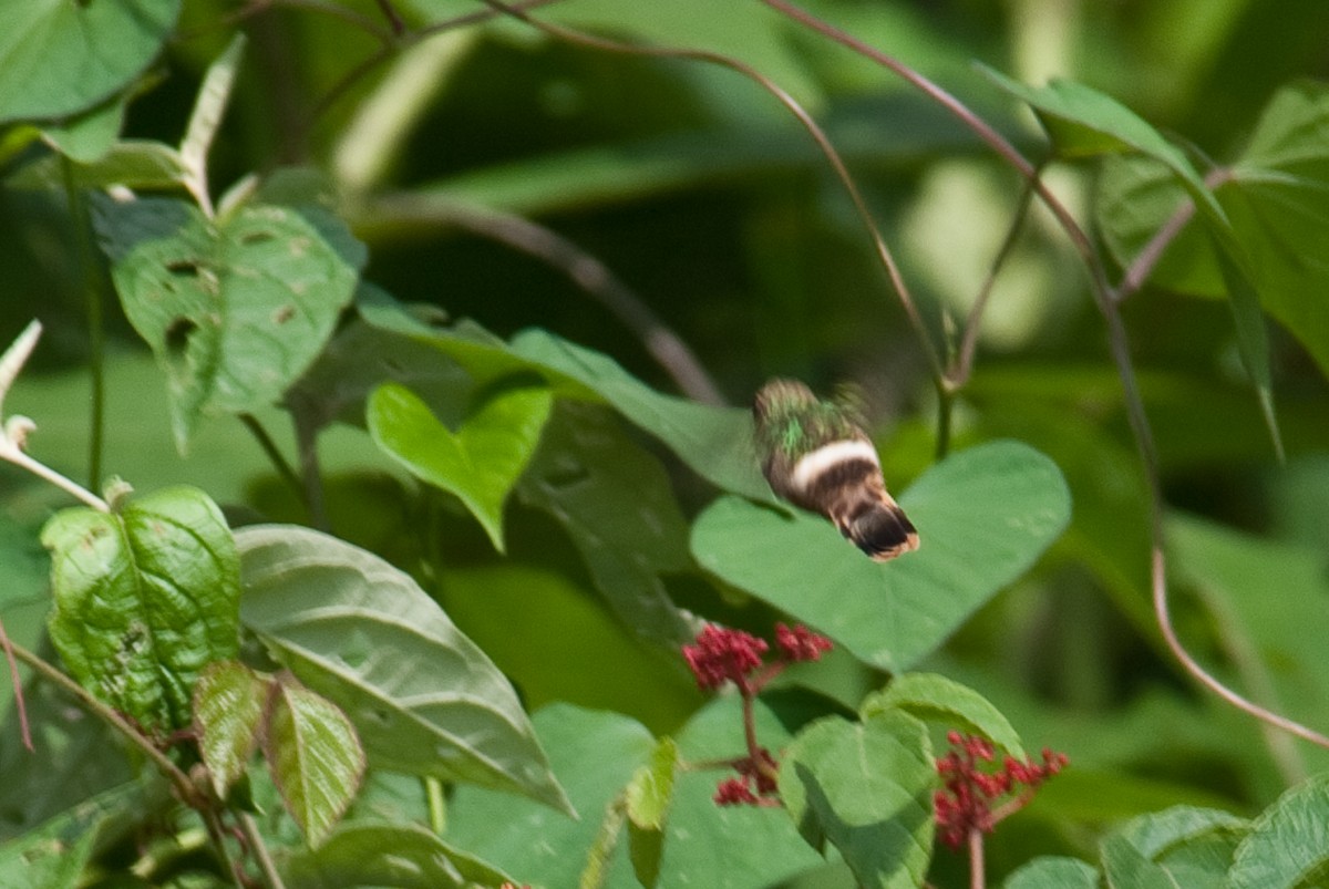 Short-crested Coquette - ML86432131