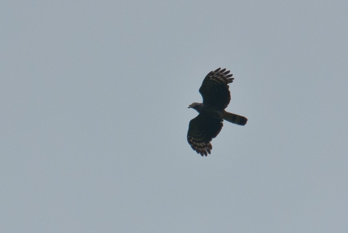 Hook-billed Kite - ML86432301