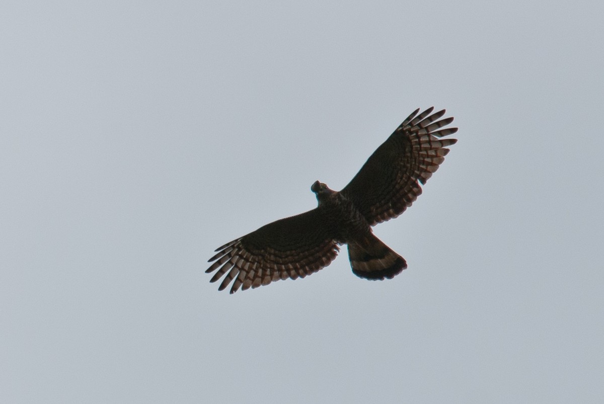 Hook-billed Kite - ML86432311