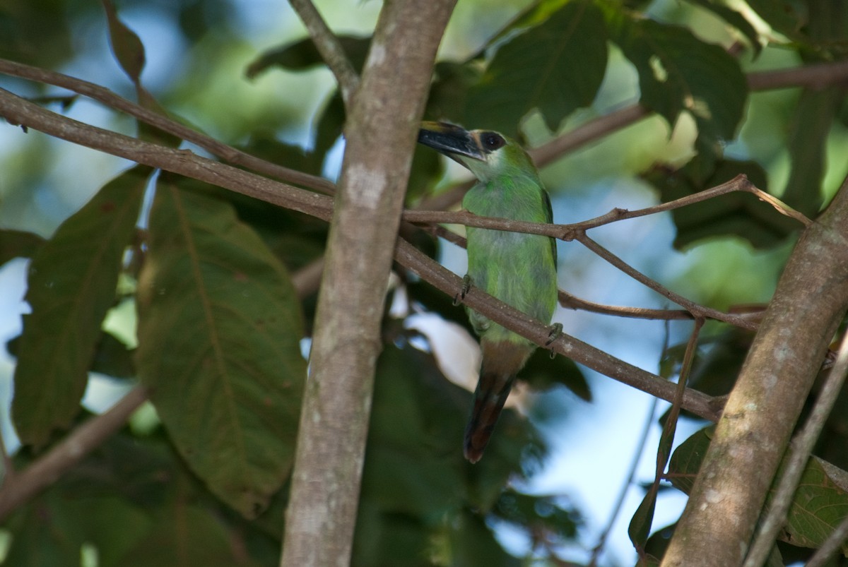 Tucanete Esmeralda (wagleri) - ML86432371