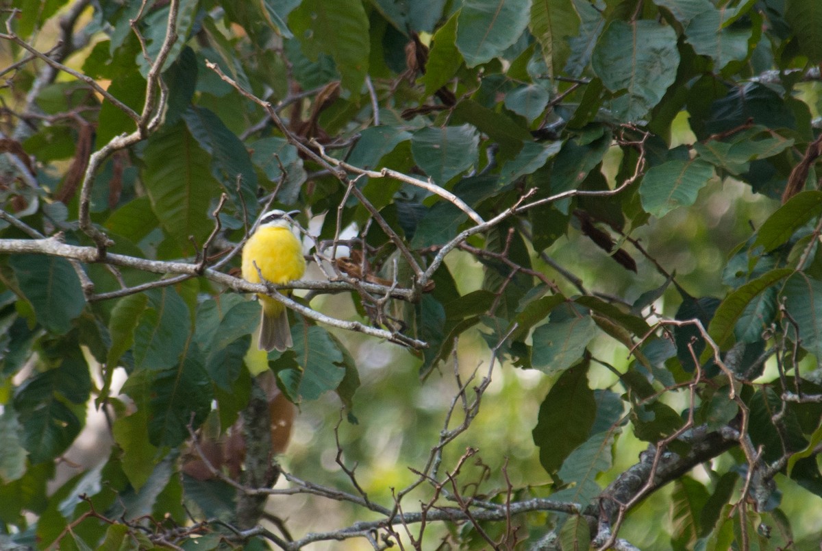 Boat-billed Flycatcher - ML86432481