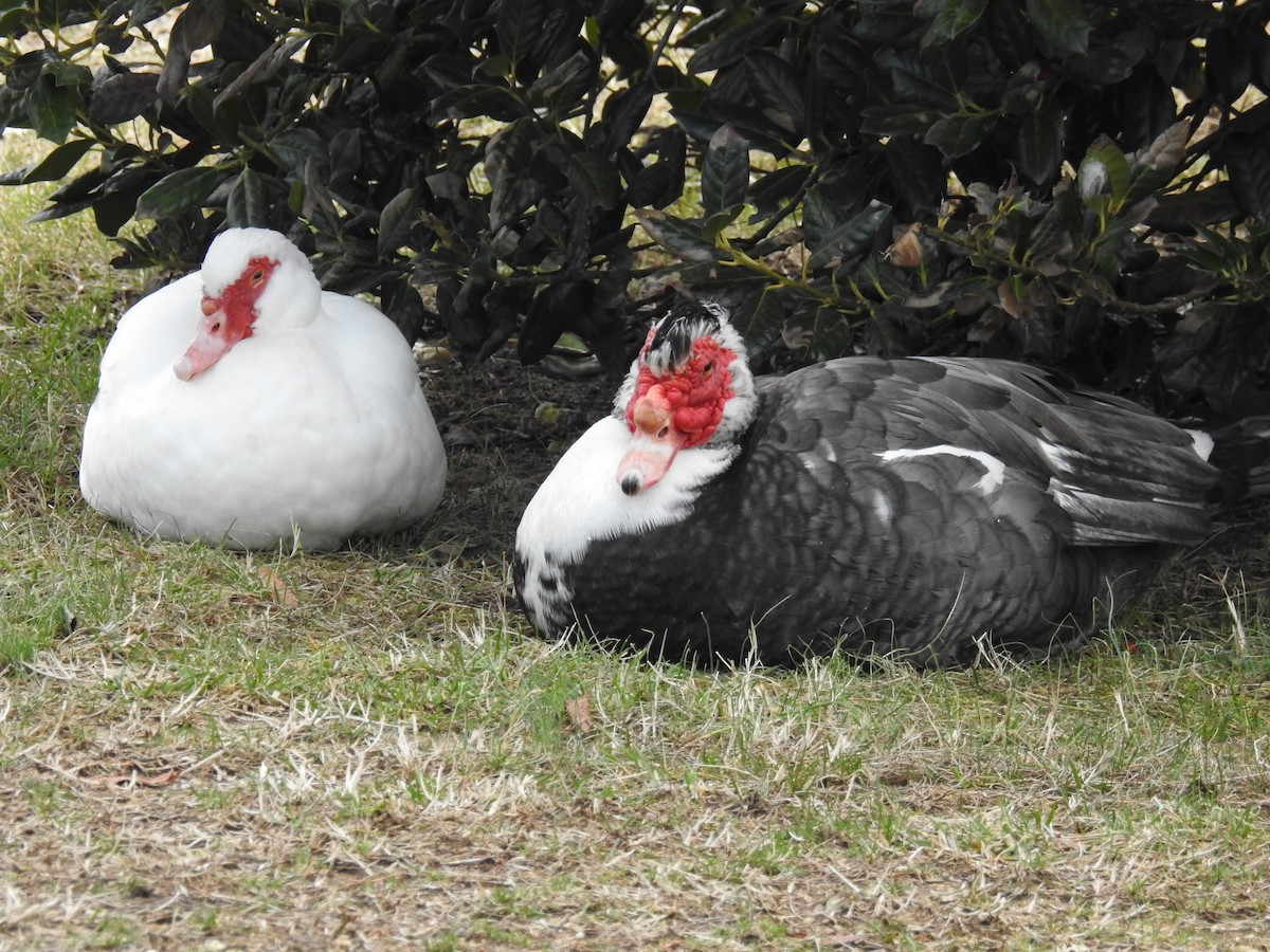 Muscovy Duck (Domestic type) - ML86432561