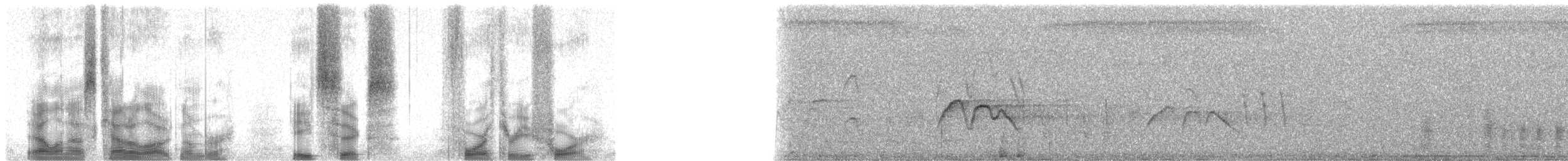 husička vdovka - ML86434