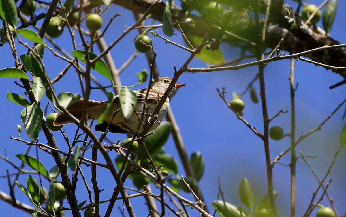 Small-billed Elaenia - ML86435031