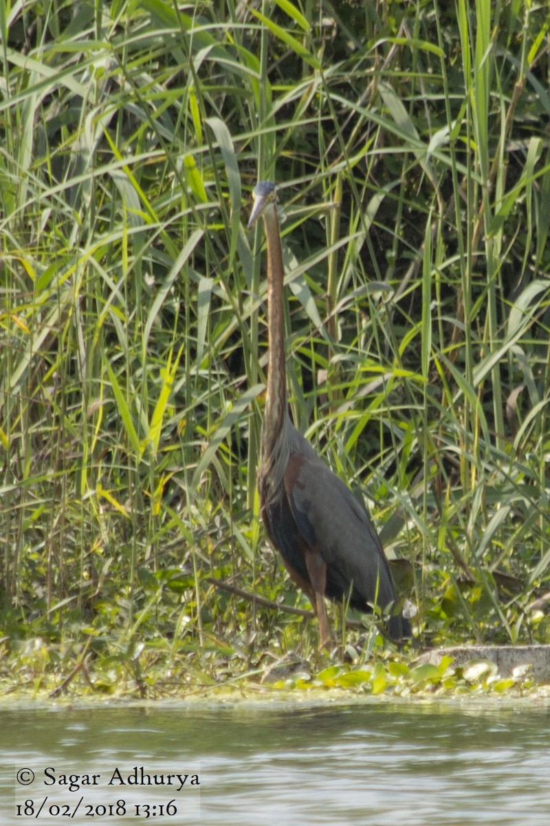 Purple Heron - ML86435341