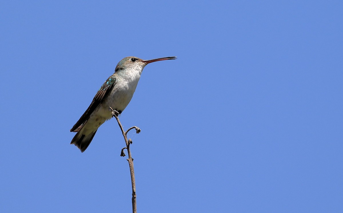 White-bellied Hummingbird - ML86435721