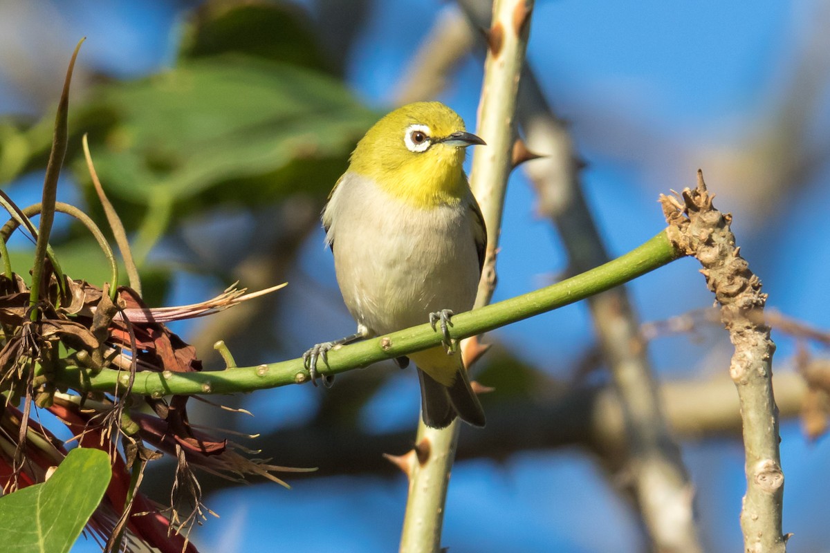 Swinhoe's White-eye - Jeff Bray