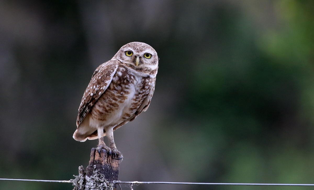 Burrowing Owl - ML86436661