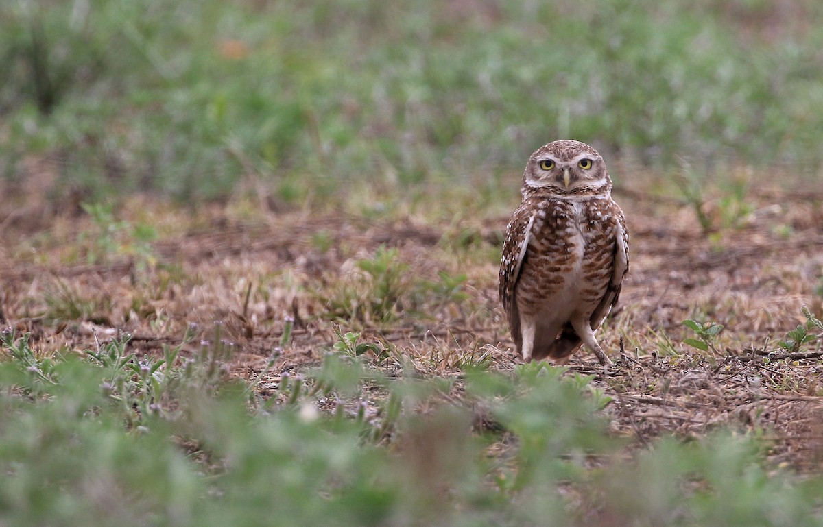 Burrowing Owl - ML86436701