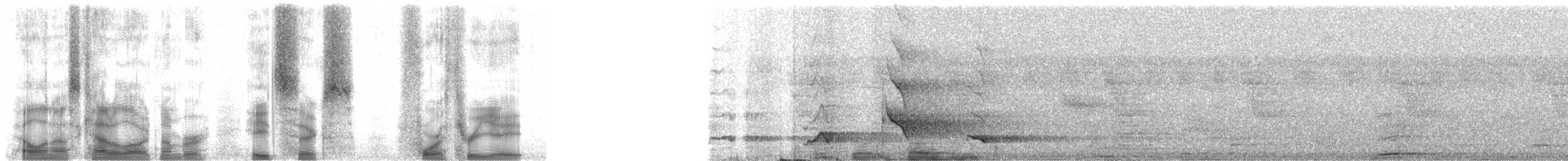 Lesser Vasa Parrot - ML86438