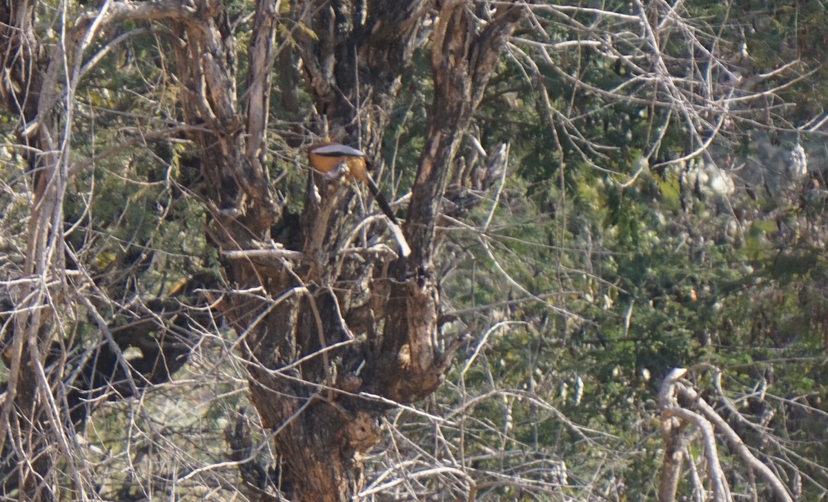 Rufous Treepie - ML86440021