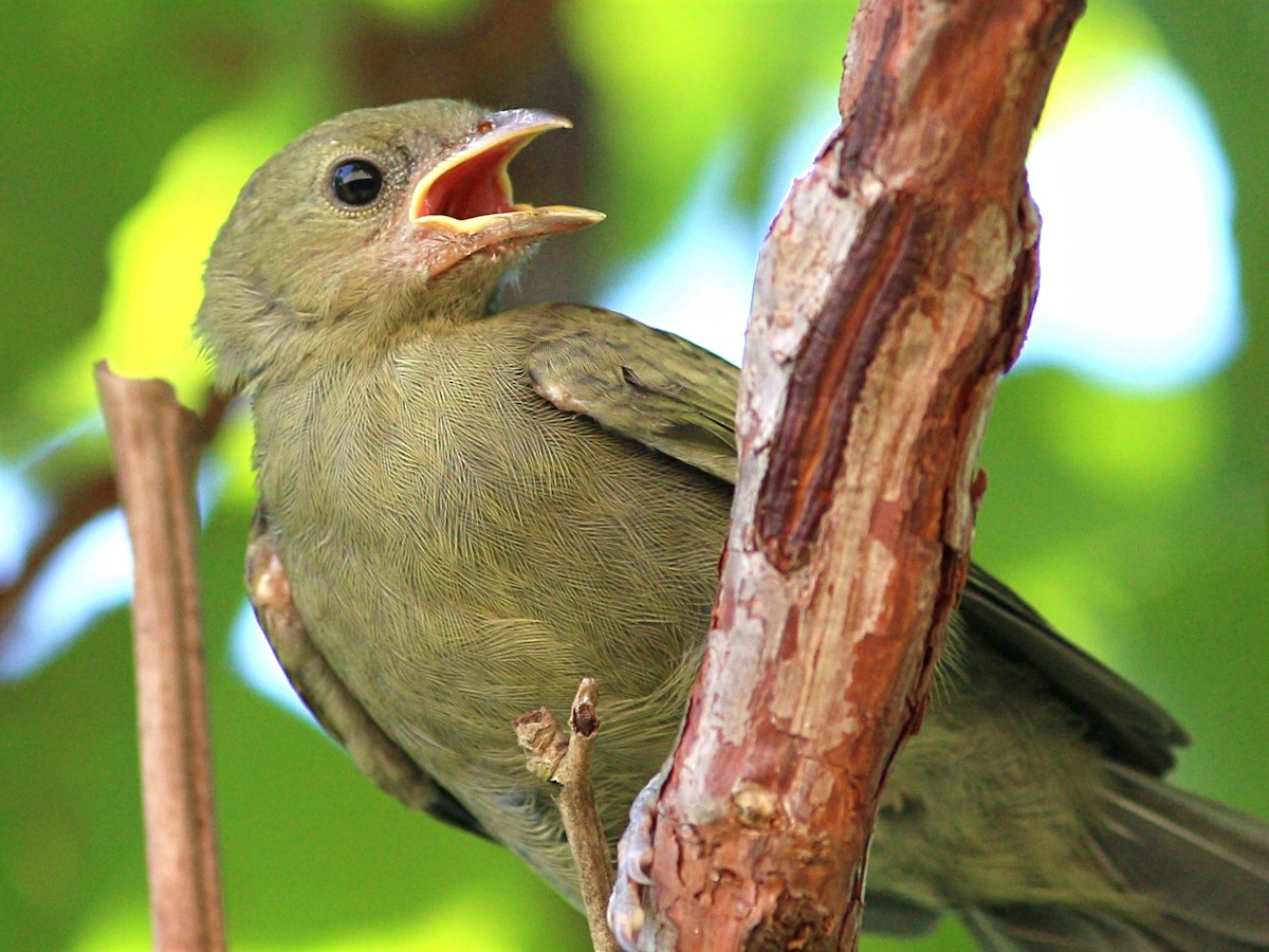 Palm Tanager - ML86440421