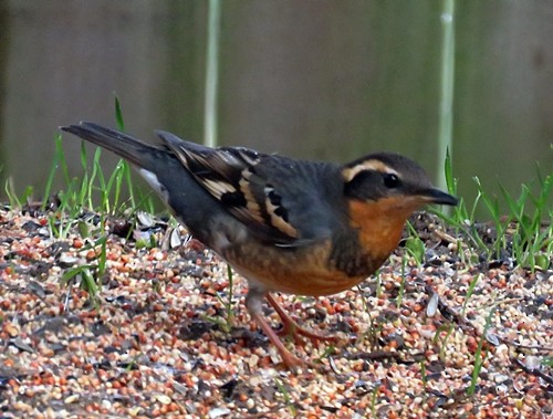 Varied Thrush - ML86440841