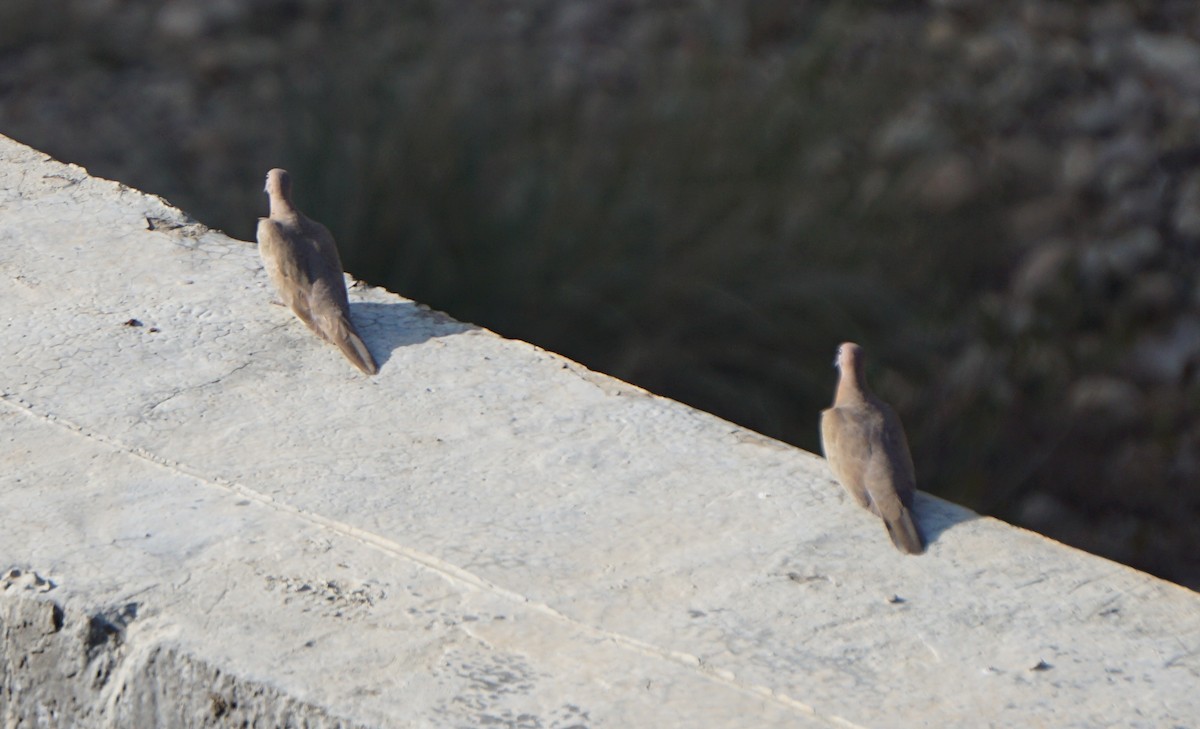 Tórtola Senegalesa - ML86441051