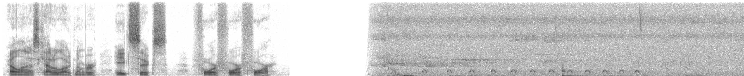 Malagasy Coucal - ML86444