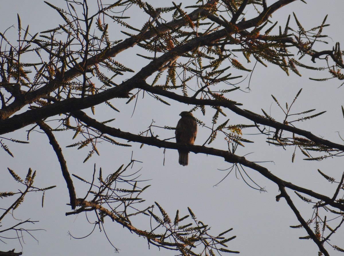 Oriental Honey-buzzard - ML86444091