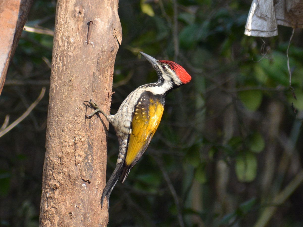 Black-rumped Flameback - Sipu Kumar