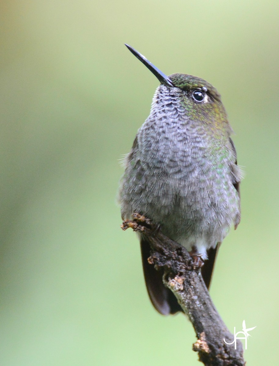 Hoary Puffleg - ML86444681