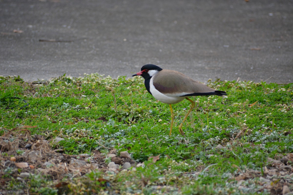 Red-wattled Lapwing - ML86445641