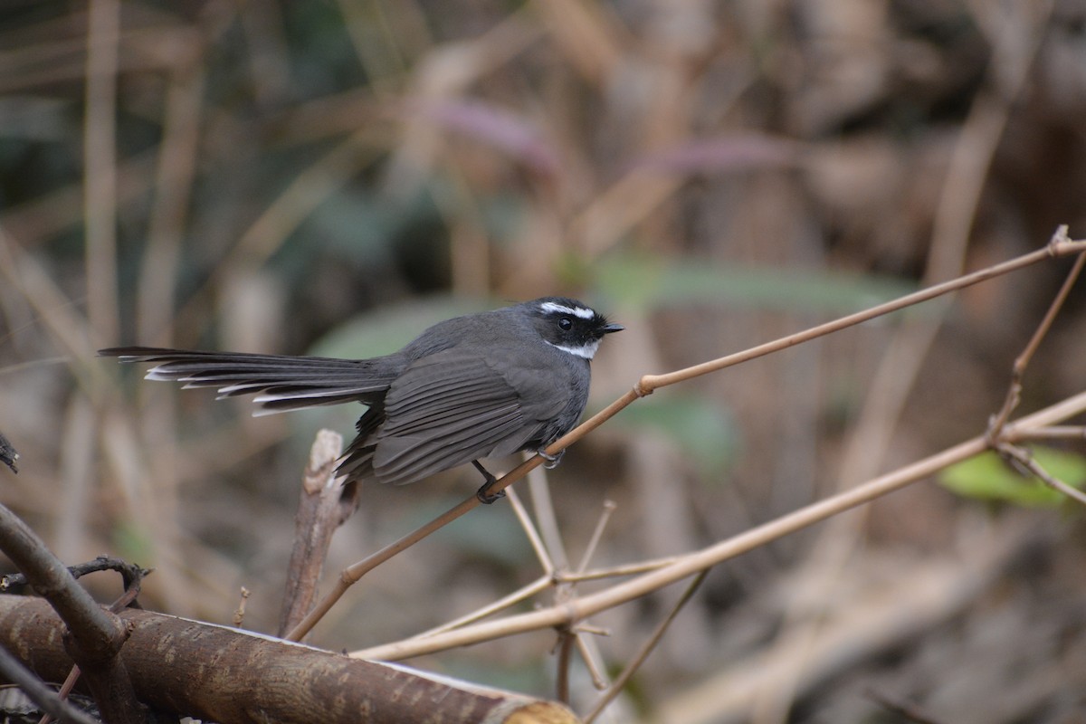 White-throated Fantail - Sipu Kumar