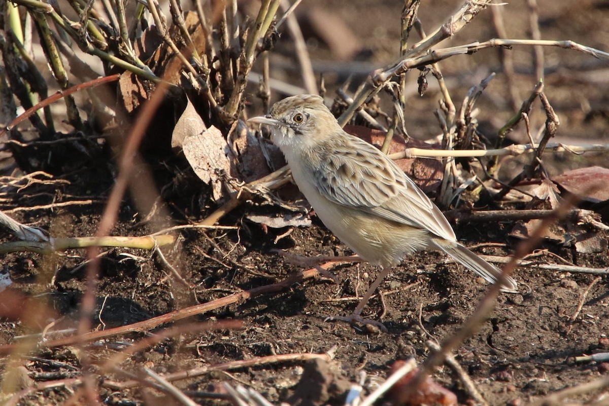 Desert Cisticola - ML86446661