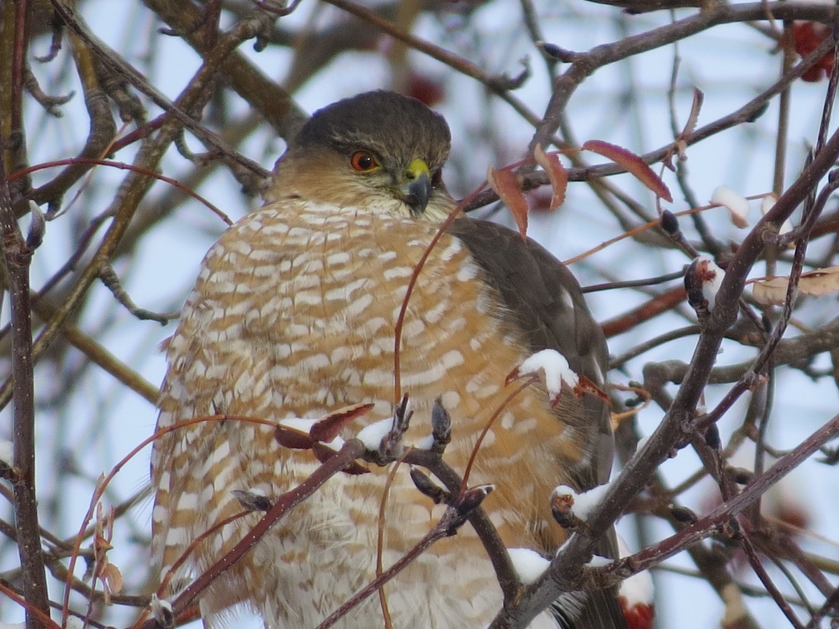 Sharp-shinned Hawk - Joseph Dylke