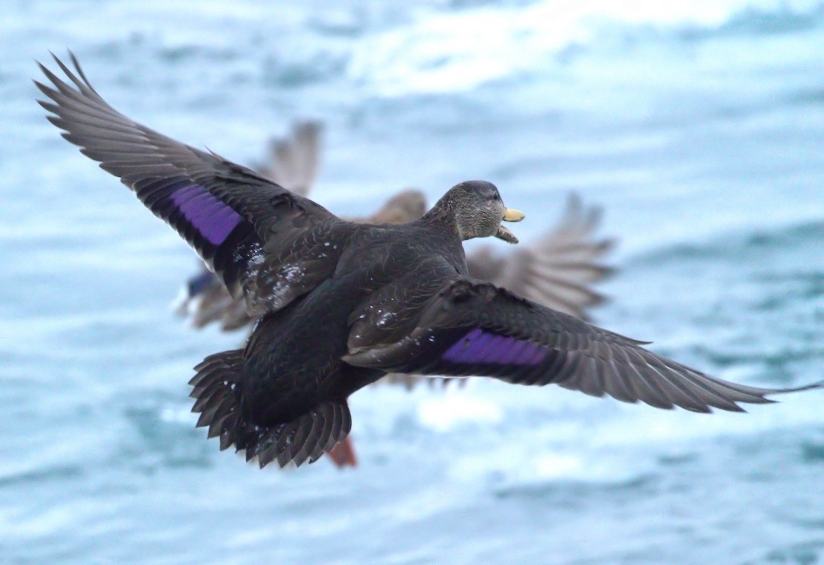 American Black Duck - ML86448681