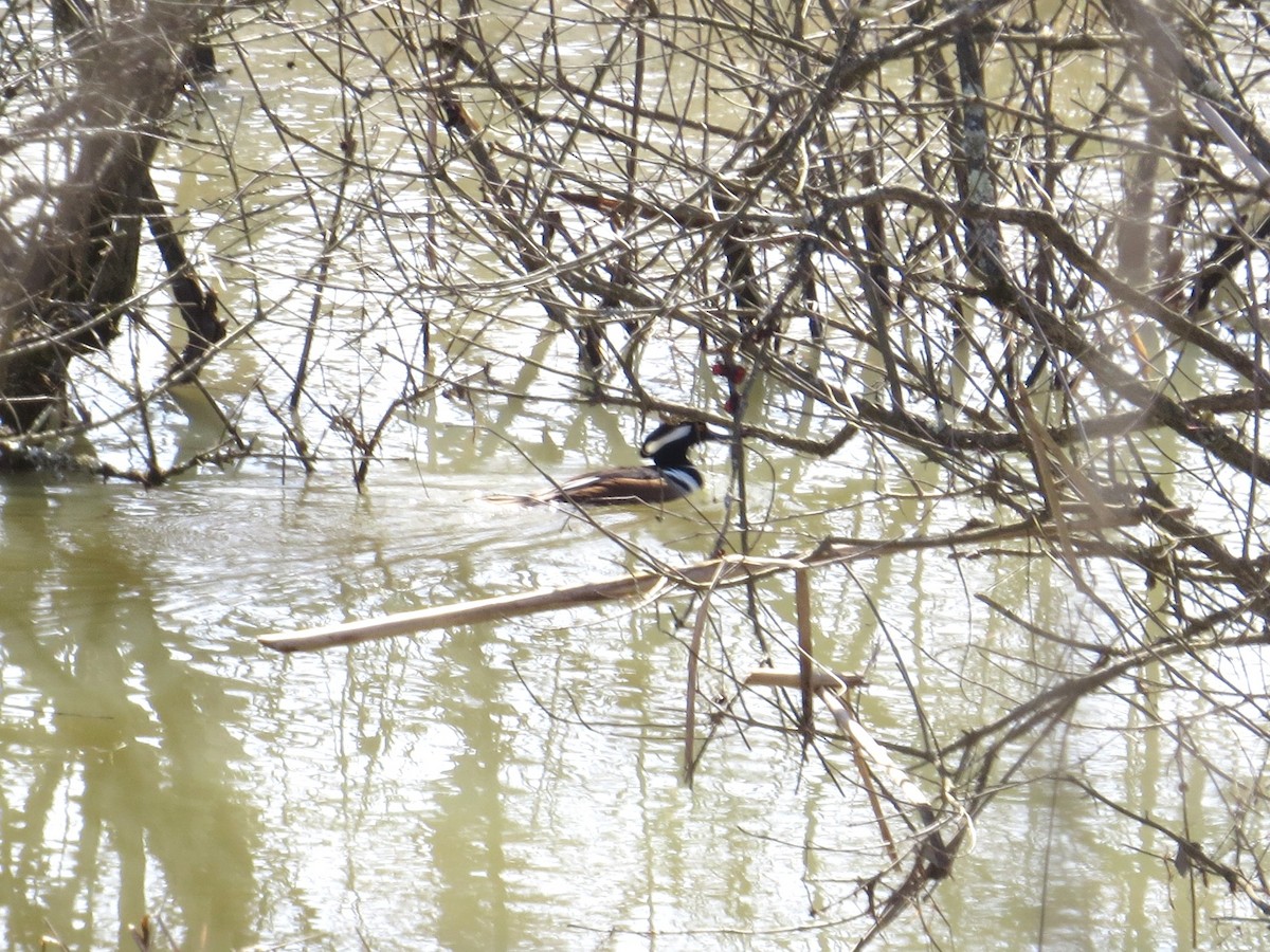 Hooded Merganser - ML86449911