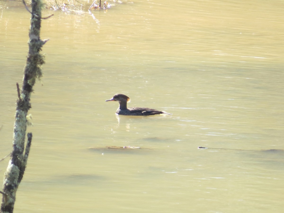 Hooded Merganser - ML86449971