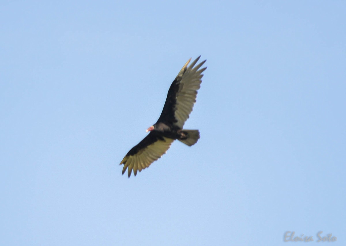 Turkey Vulture - ML86450571