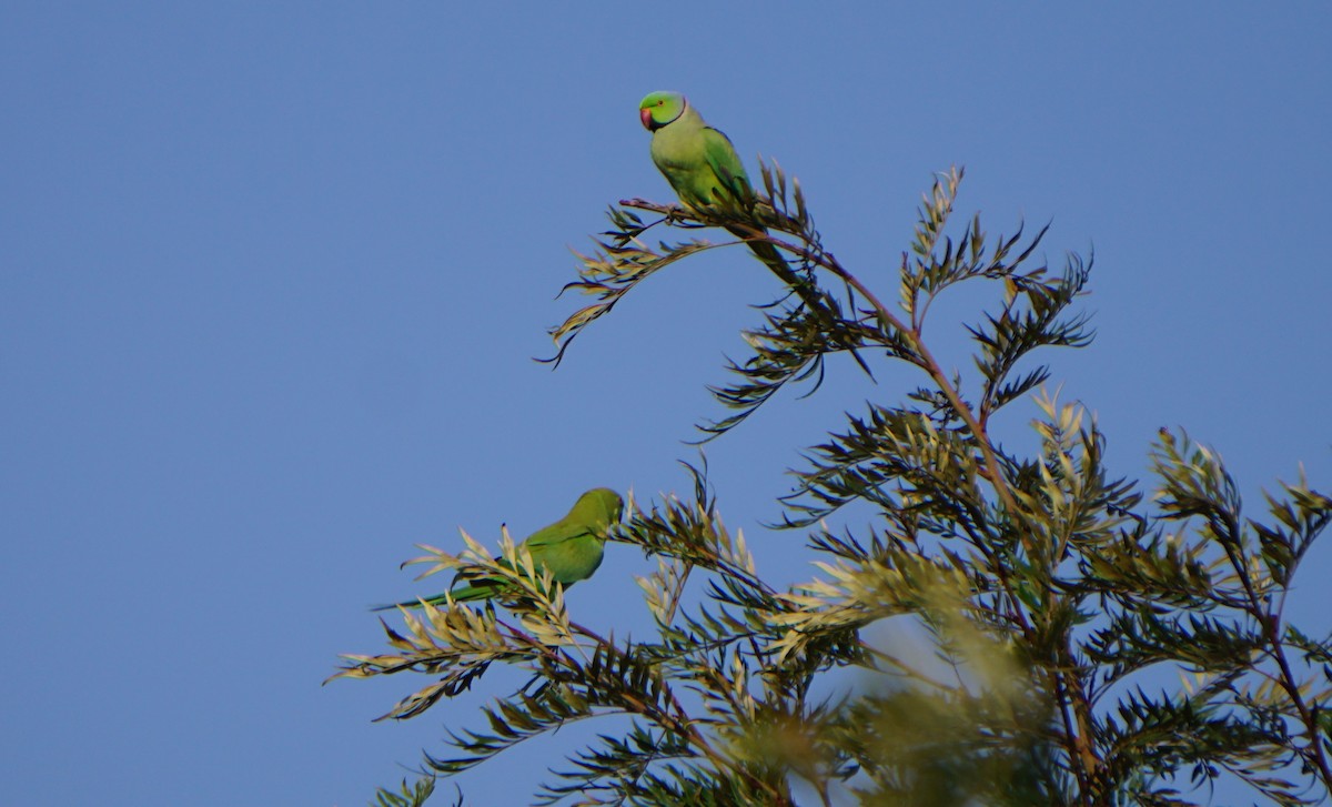Rose-ringed Parakeet - ML86451591