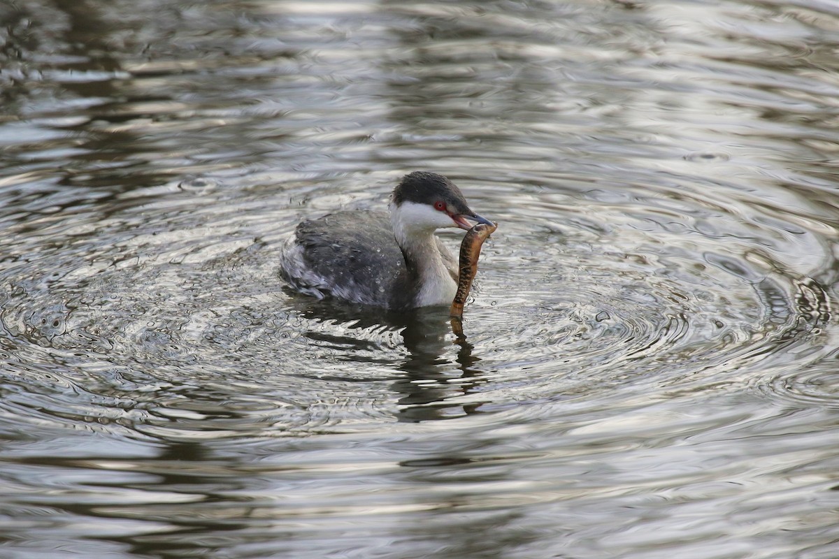 Horned Grebe - ML86452141