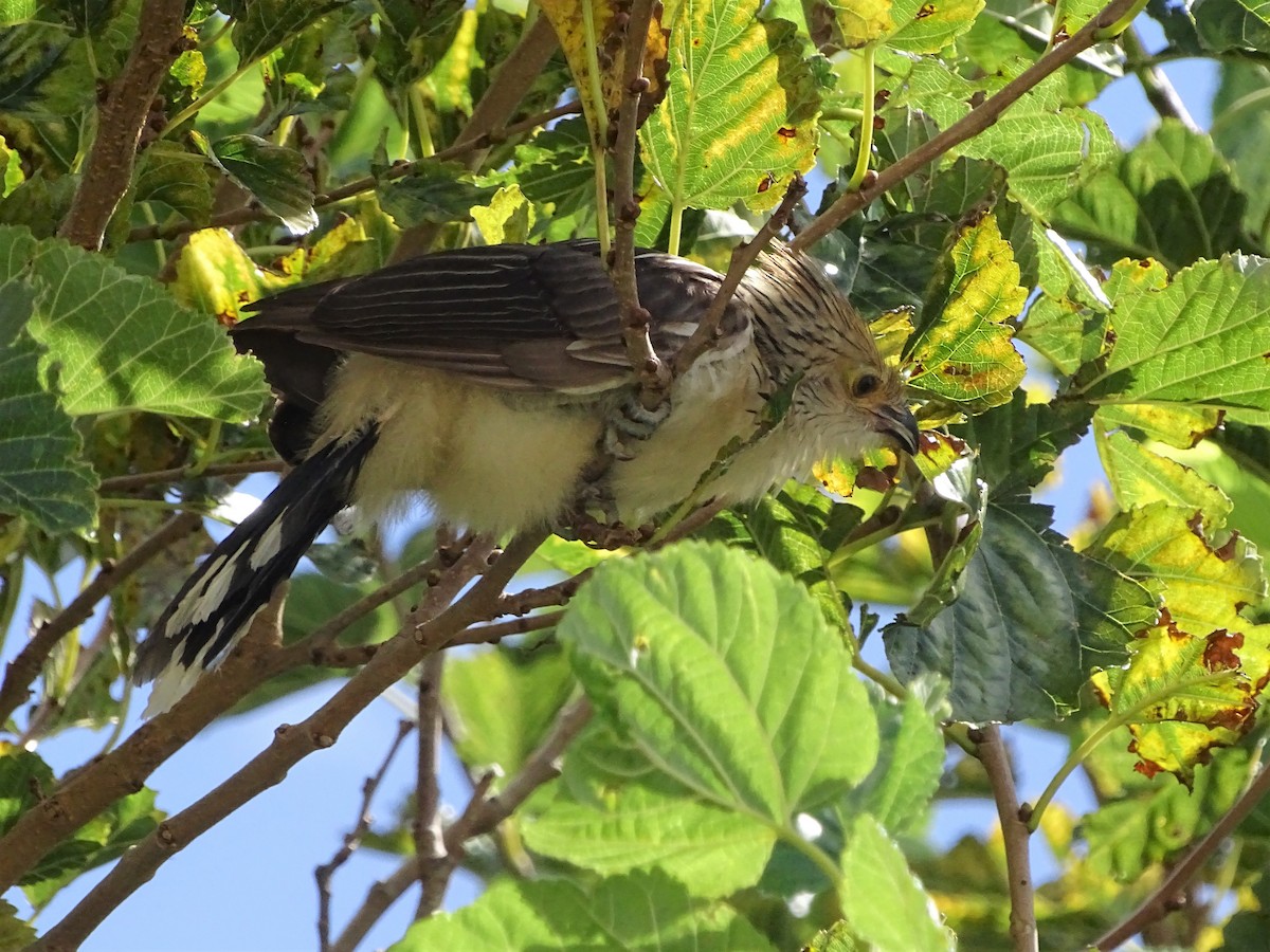 Guira Cuckoo - ML86454881