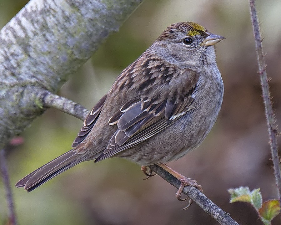 Bruant à couronne dorée - ML86454981