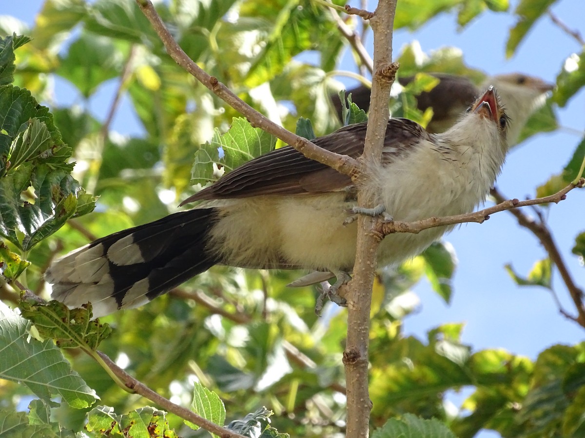 Guira Cuckoo - ML86455111