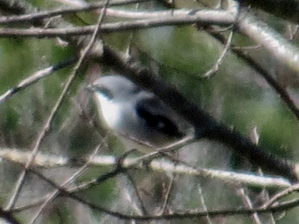 Loggerhead Shrike - ML86456181