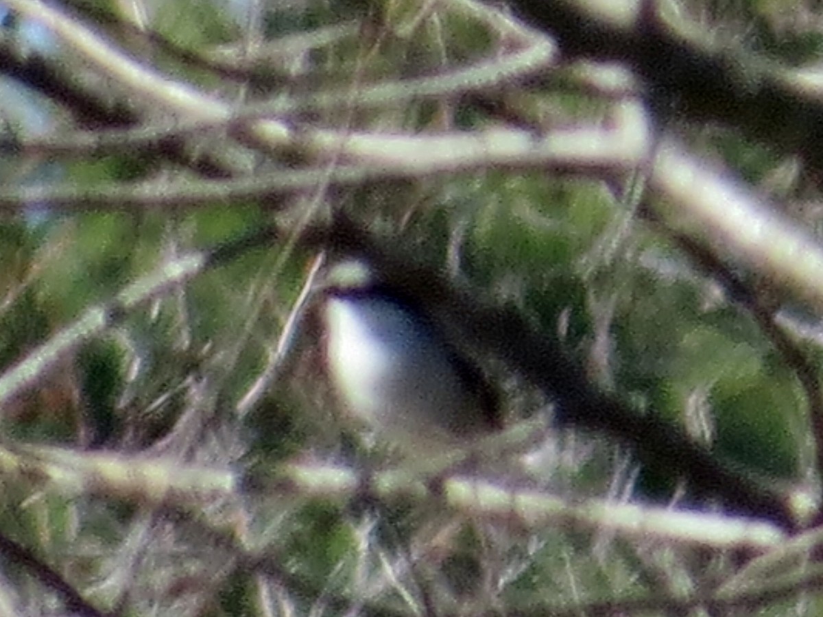 Loggerhead Shrike - ML86456211