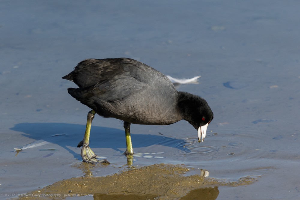 American Coot - ML86456271