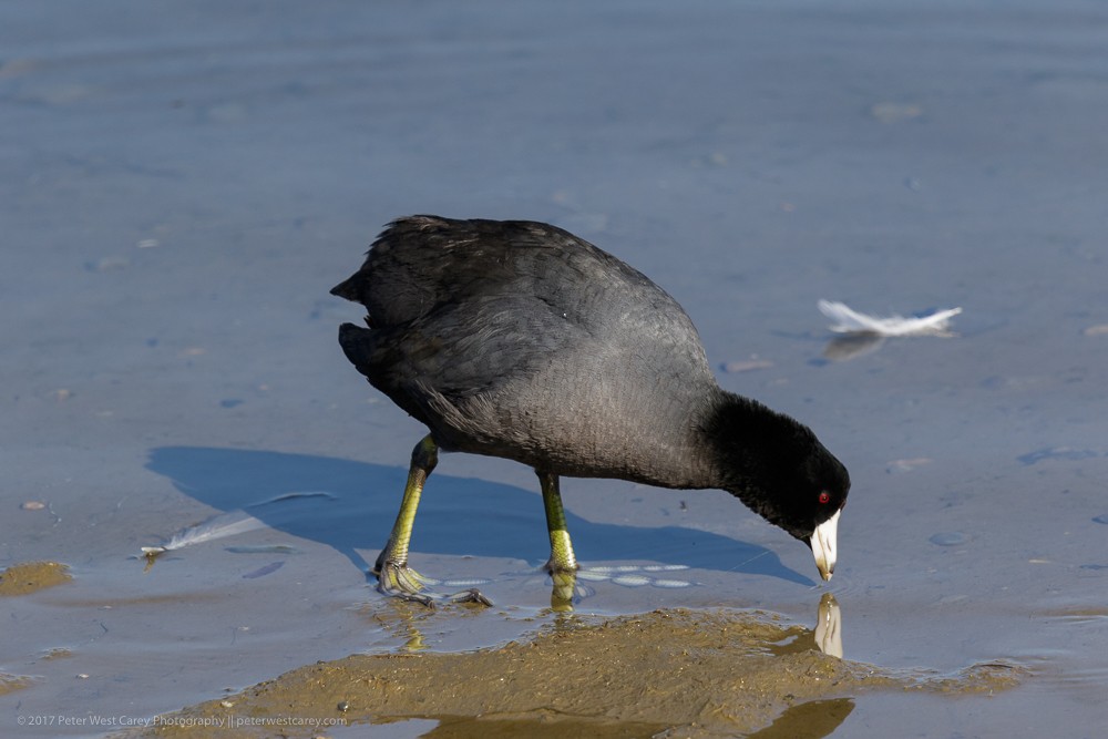 American Coot - ML86456281