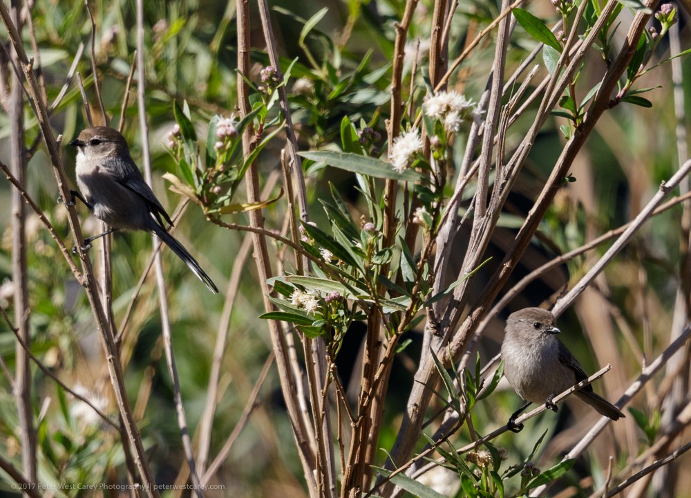 Bushtit - ML86456361