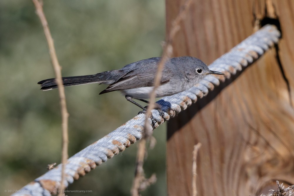 Blue-gray Gnatcatcher - Peter Carey