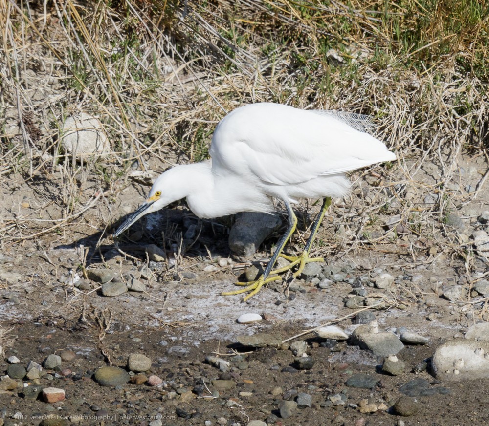 Snowy Egret - ML86456881