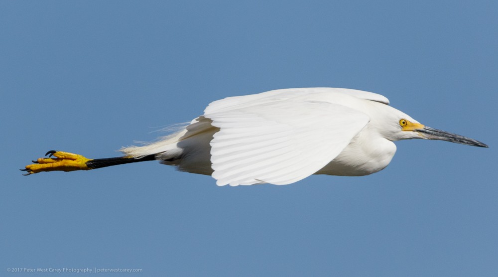 Snowy Egret - ML86457011