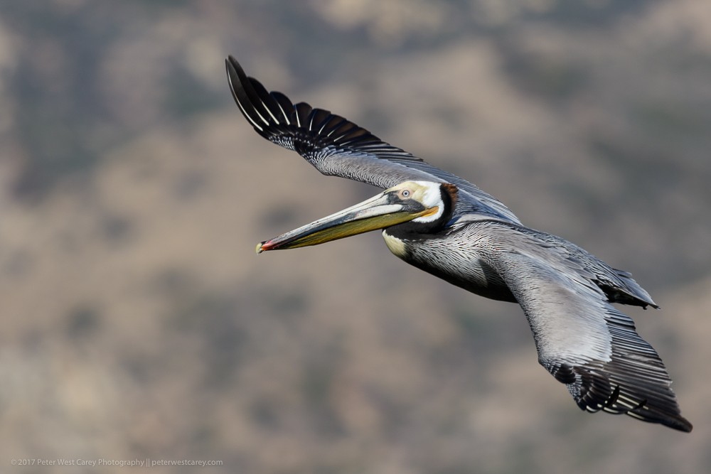 Brown Pelican - ML86457251