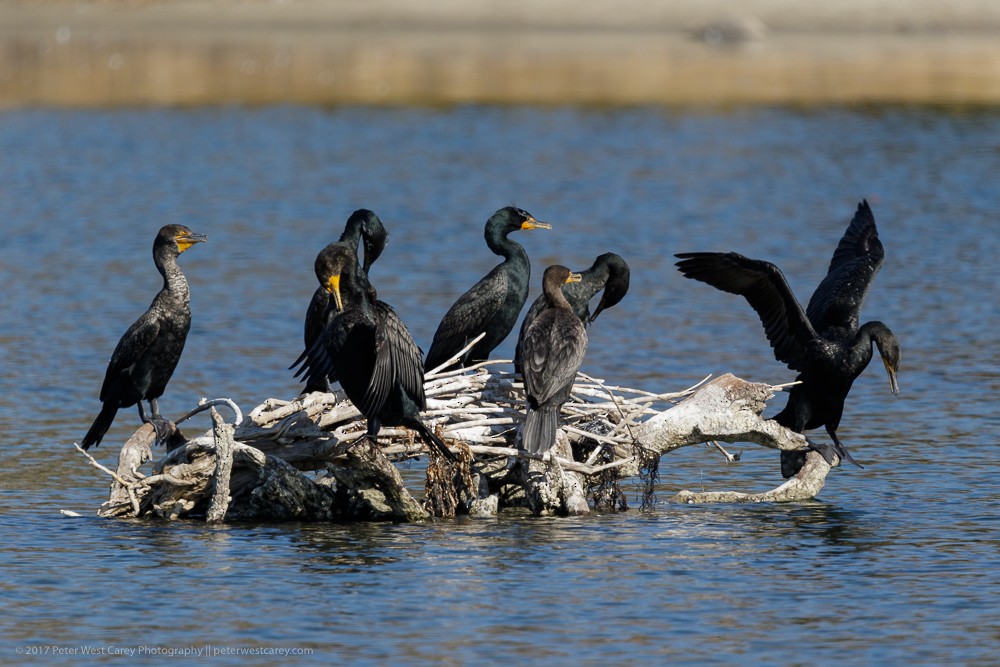 Double-crested Cormorant - ML86457301