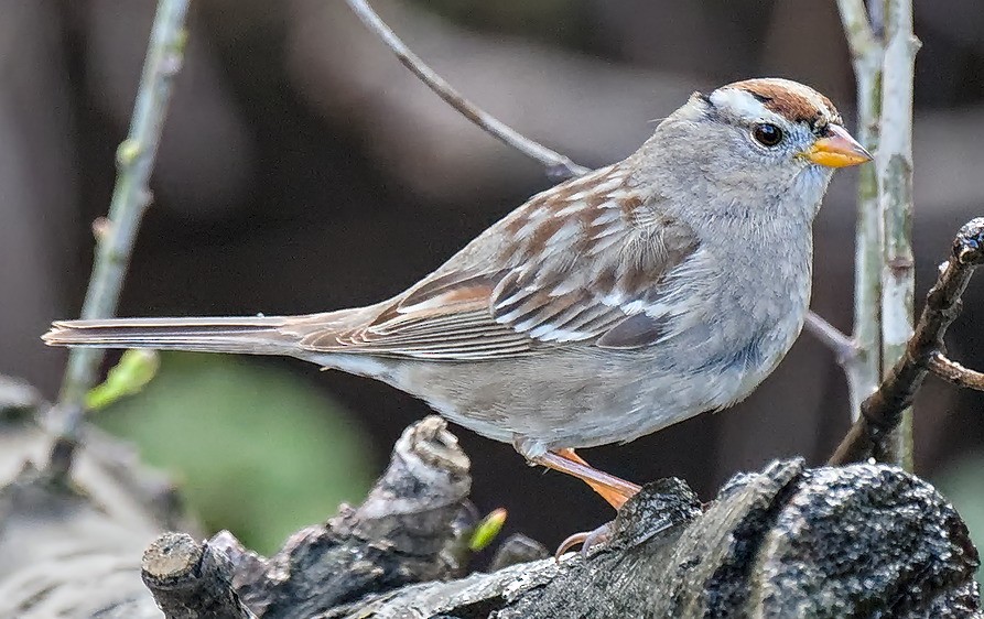 White-crowned Sparrow (Gambel's) - ML86457361